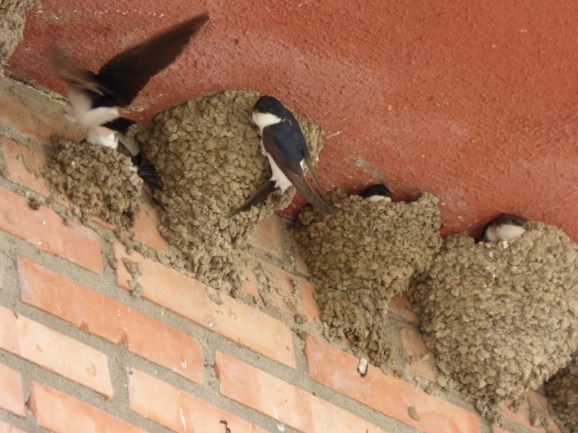 Colonia de avión común