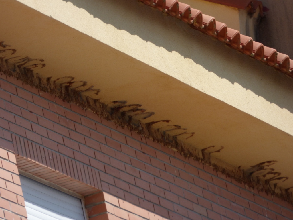 Nidos de avión eliminiados