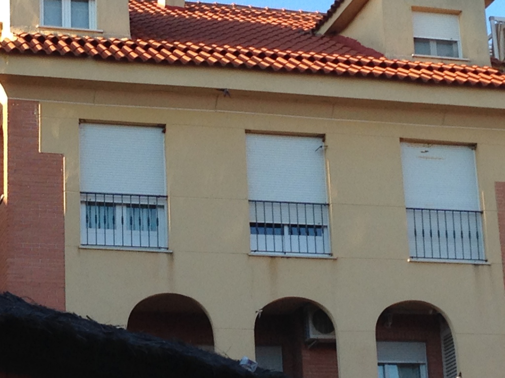 Nidos de avión en ventanas