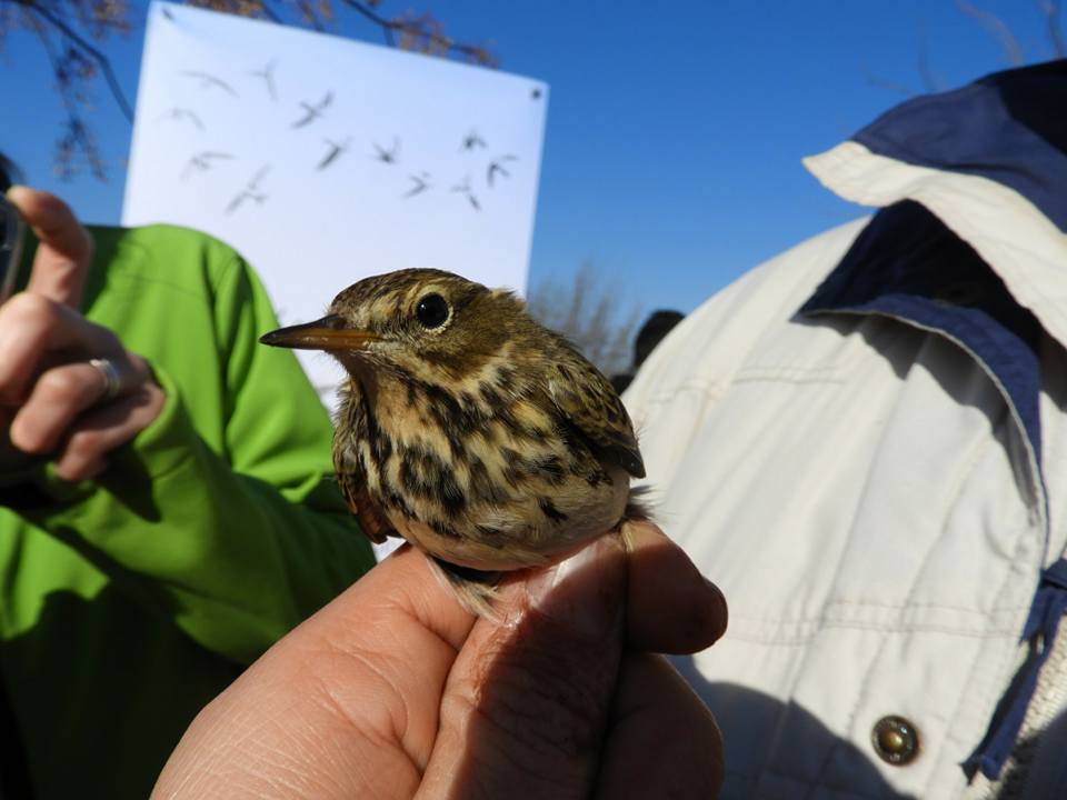 26804639_10156636588525839_1461091466598716004_n - copia