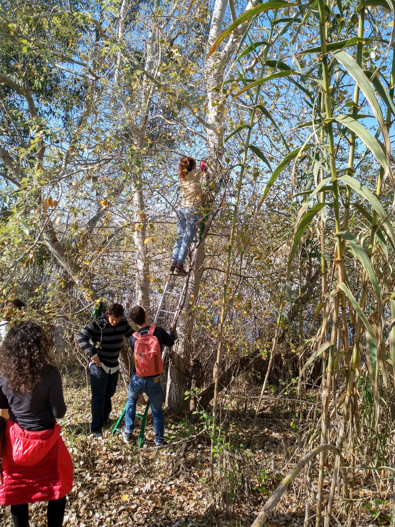 colocación cajas nido